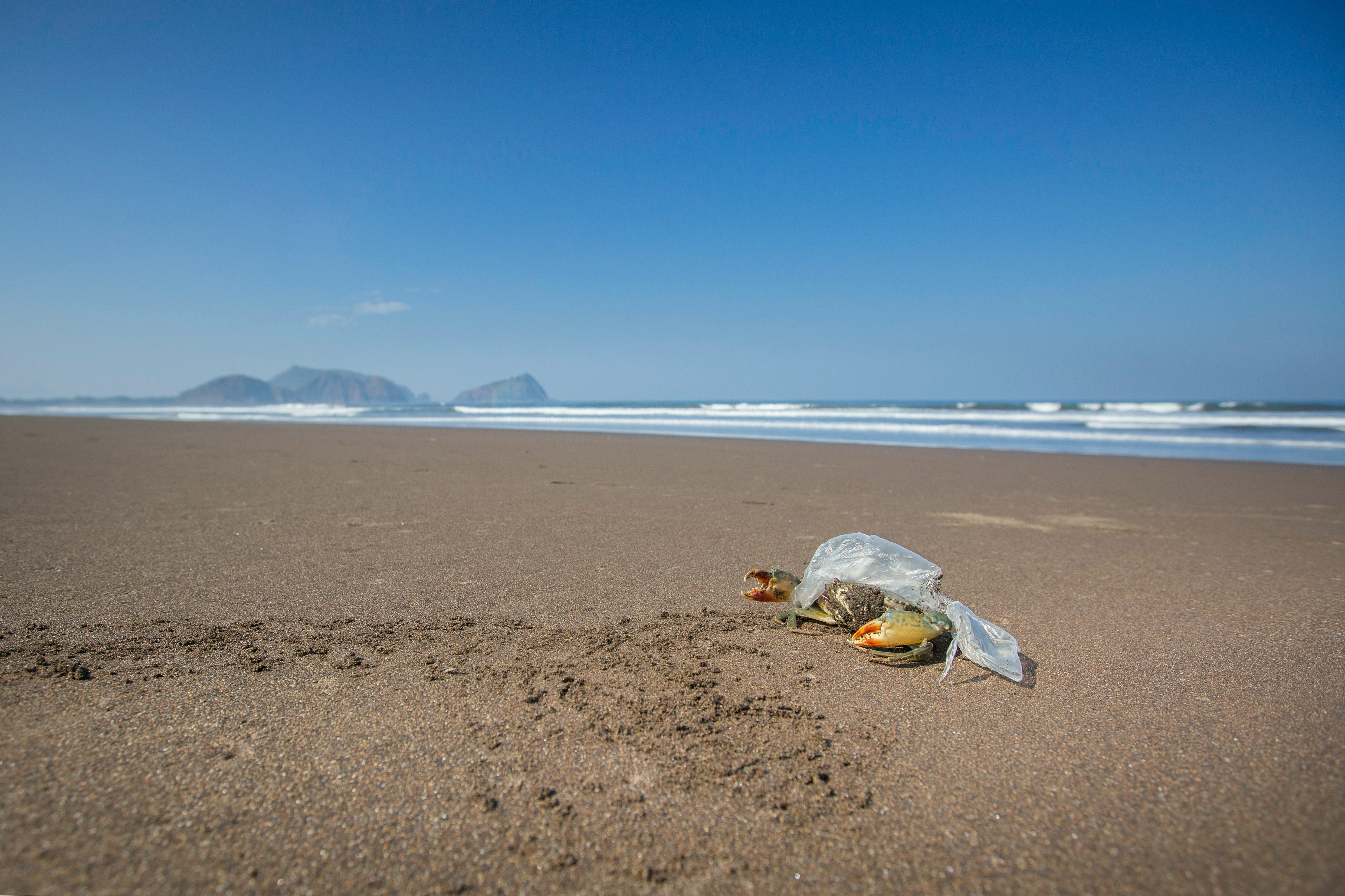 Plastic Pollution and its effects on Marine Life